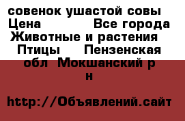 совенок ушастой совы › Цена ­ 5 000 - Все города Животные и растения » Птицы   . Пензенская обл.,Мокшанский р-н